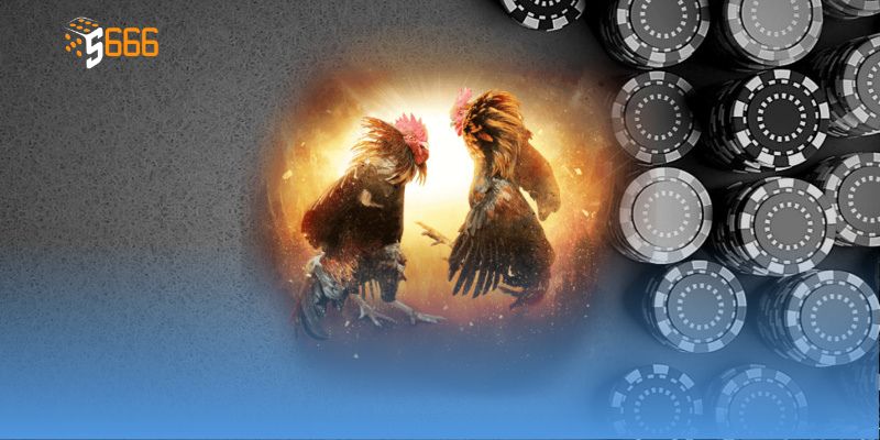 Nhiều hình thức xem đá gà mạng tiện lợi