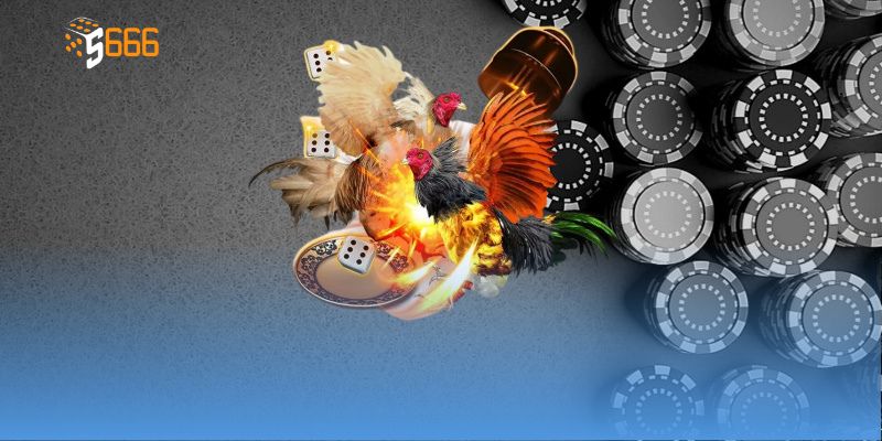 Trải nghiệm cuốn hút từ các trận đá gà thomo